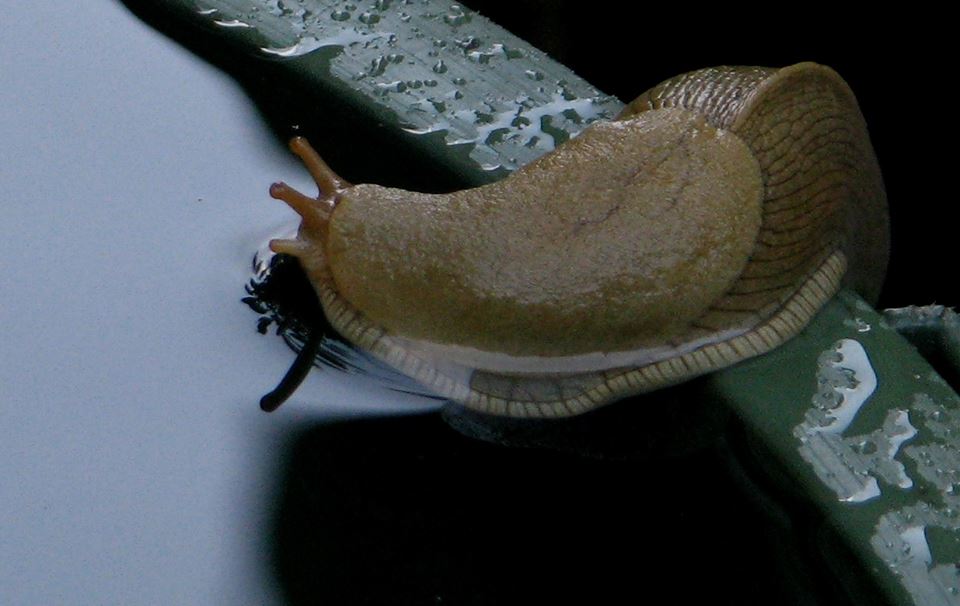 Why did the banana slug cross the road?